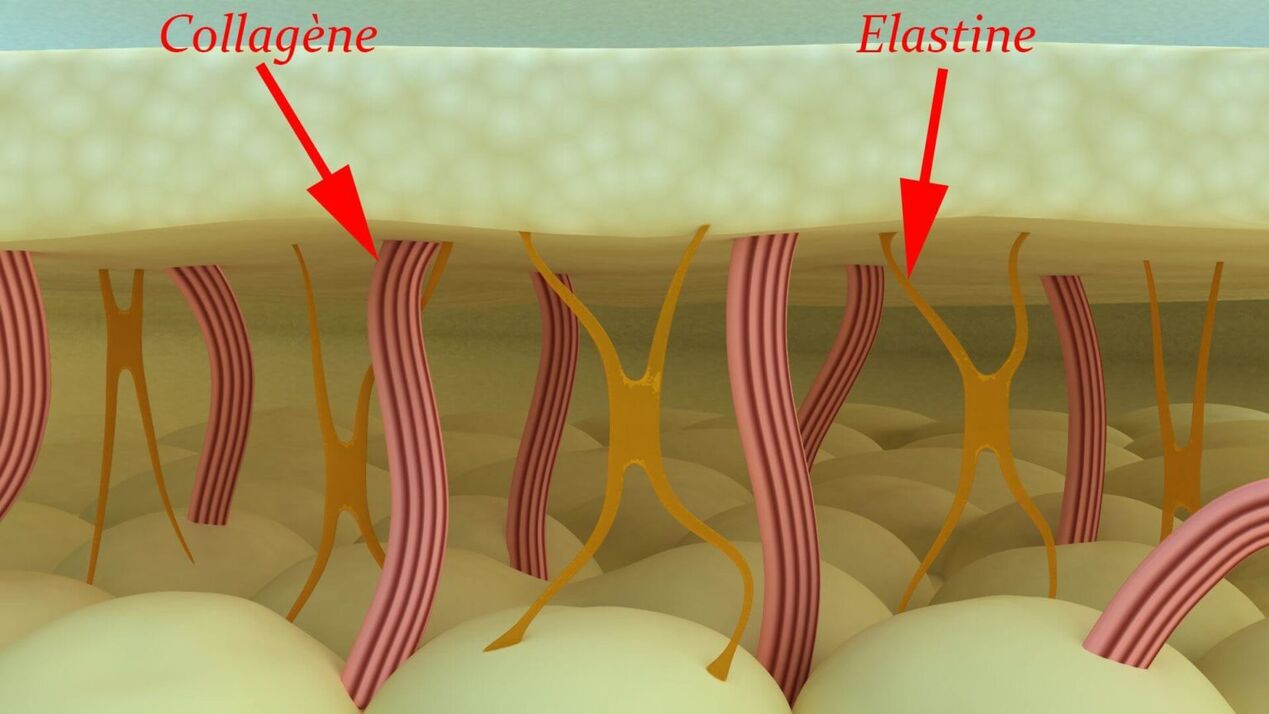Collagen နှင့် Elastin - အရေပြားဖွဲ့စည်းပုံဆိုင်ရာ ပရိုတင်းများ